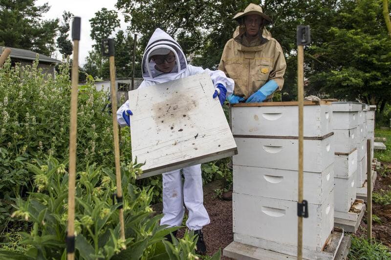 Pennsylvania beekeeper, 7, has hive with 50,000 bees | Lifestyles ...