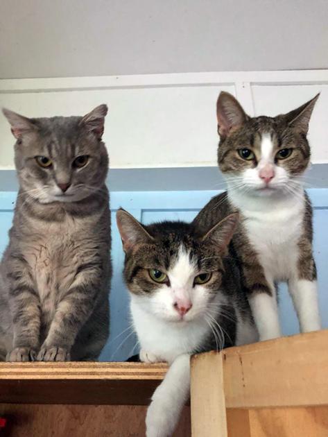 City To Outlaw Feral Feline Feeding Local News Ncnewsonline Com