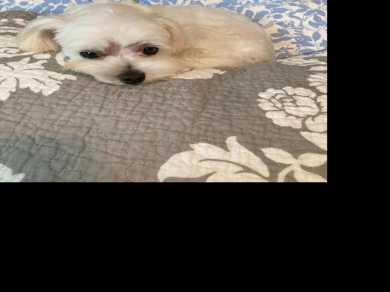 Trainer prepares animals for adoption | Lifestyles | ncnewsonline.com