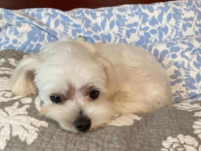 Trainer prepares animals for adoption | Lifestyles | ncnewsonline.com