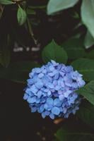 Gary Church | Greenspace: Lack of blooms has hydrangea owner feeling blue