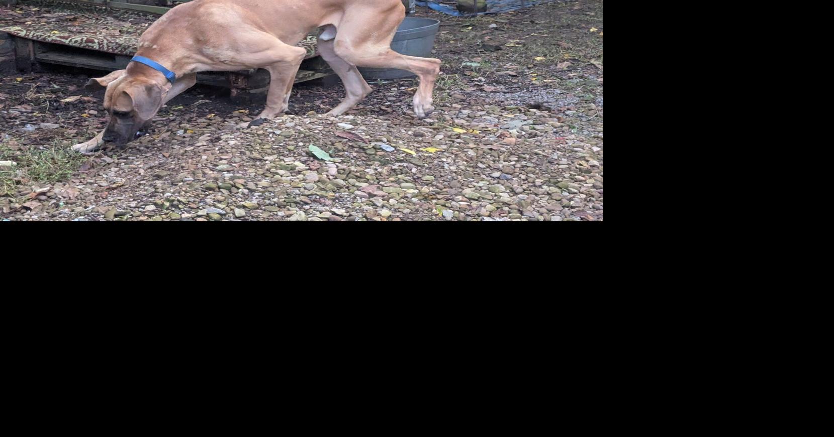 'No love like Dane love:' Nonprofit helps rescue and rehabilitate Great Danes