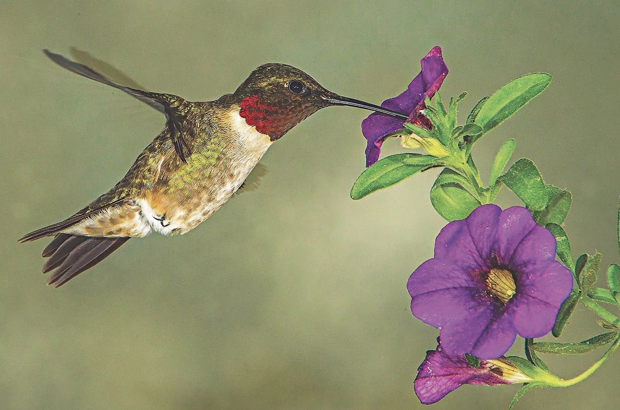 hummingbird plants