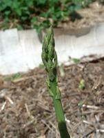 Gary Church | Greenspace: Asparagus earns a gold medal, with some people
