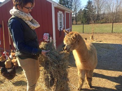 Shear Fun With Gentle Creatures At Alpaca Farm News