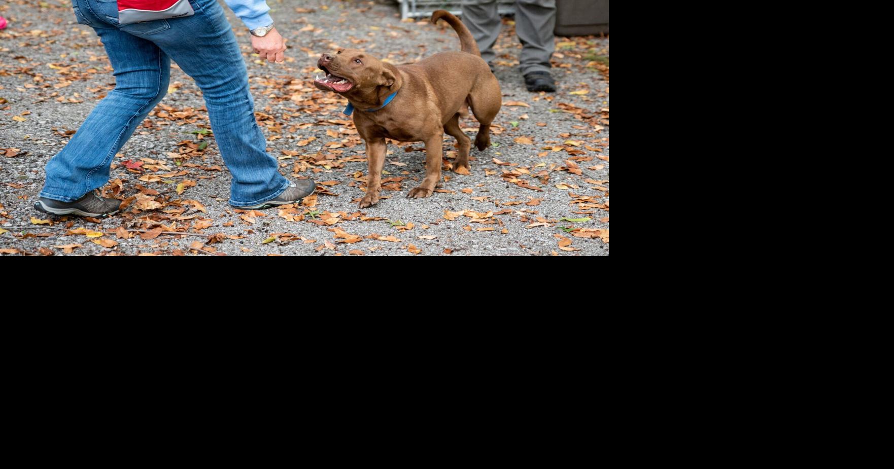 Trainer prepares animals for adoption | Lifestyles | ncnewsonline.com