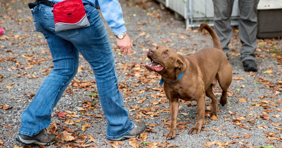 Trainer prepares animals for adoption | Lifestyles | ncnewsonline.com