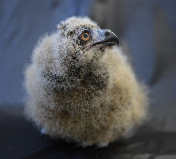 baby eurasian eagle owl