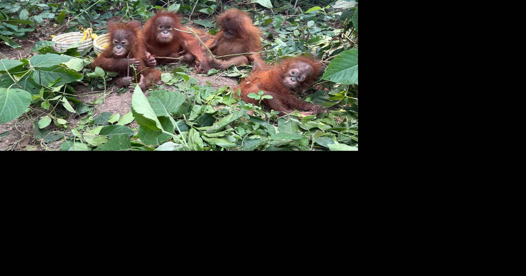 Indonesia Orangutans