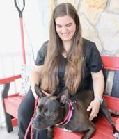 Heatwave can hit pets just as hard as people, vet clinics said
