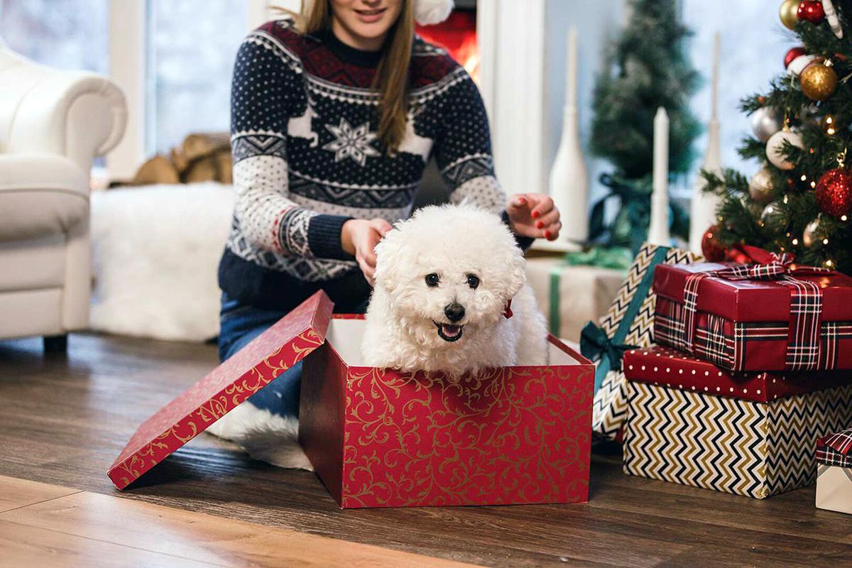 Why a Dog Should Not be a Christmas Present - Kennel to Couch