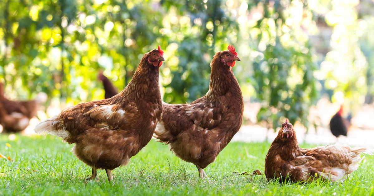 Pet Talk: Backyard chickens: Maintaining health birds | Lifestyles