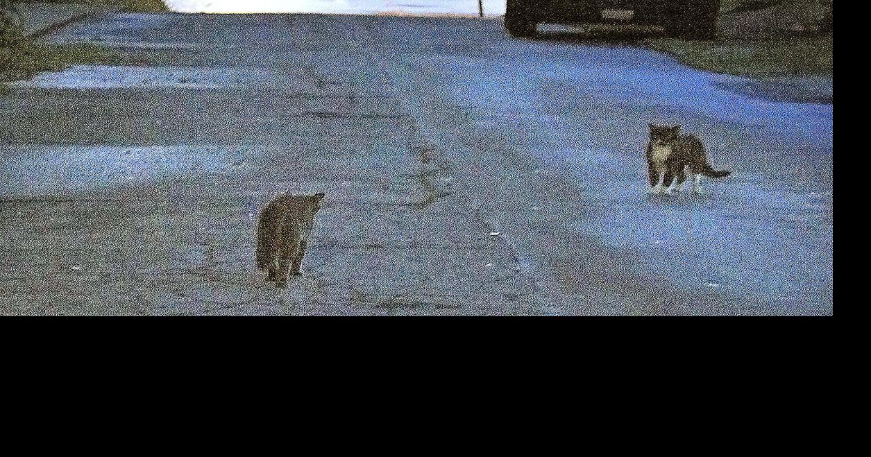 City Hall to consider cat colony ordinance | Local News | ncnewsonline.com