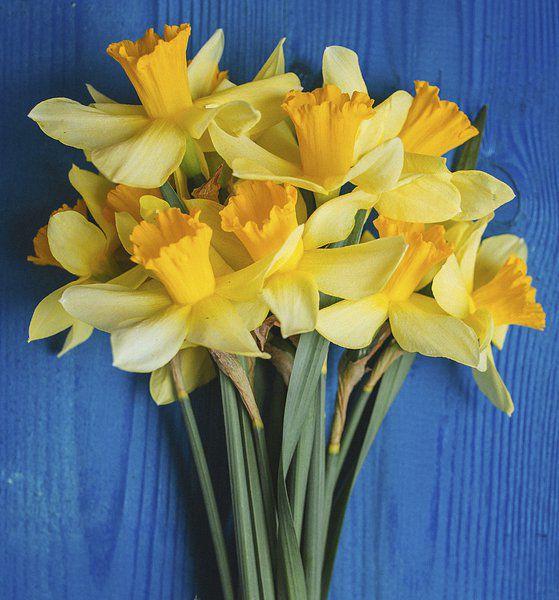 American Cancer Society Daffodil Days back for 2020 Local News