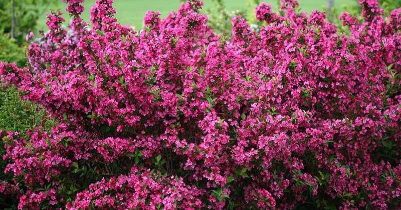 Gary Church | Greenspace: Try a weigela, recommended by Bubba the flower god - Vimarsana News