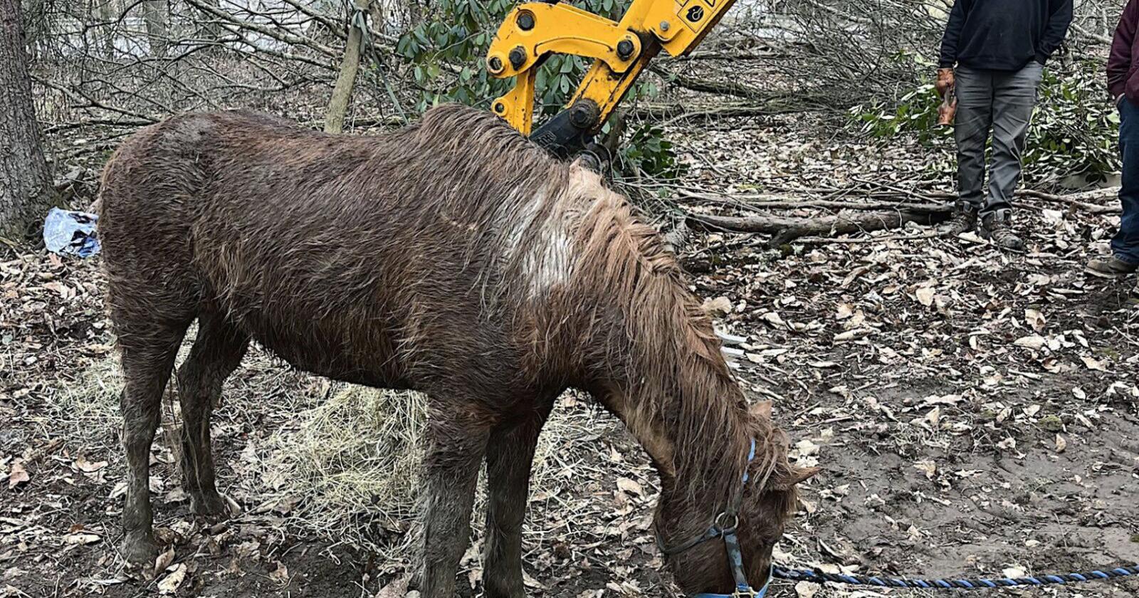 Wayne Township pony rescue has good outcome - Vimarsana News