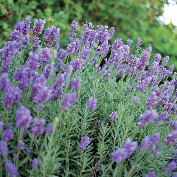 Lavender Phenomenal - Sugar Creek Gardens