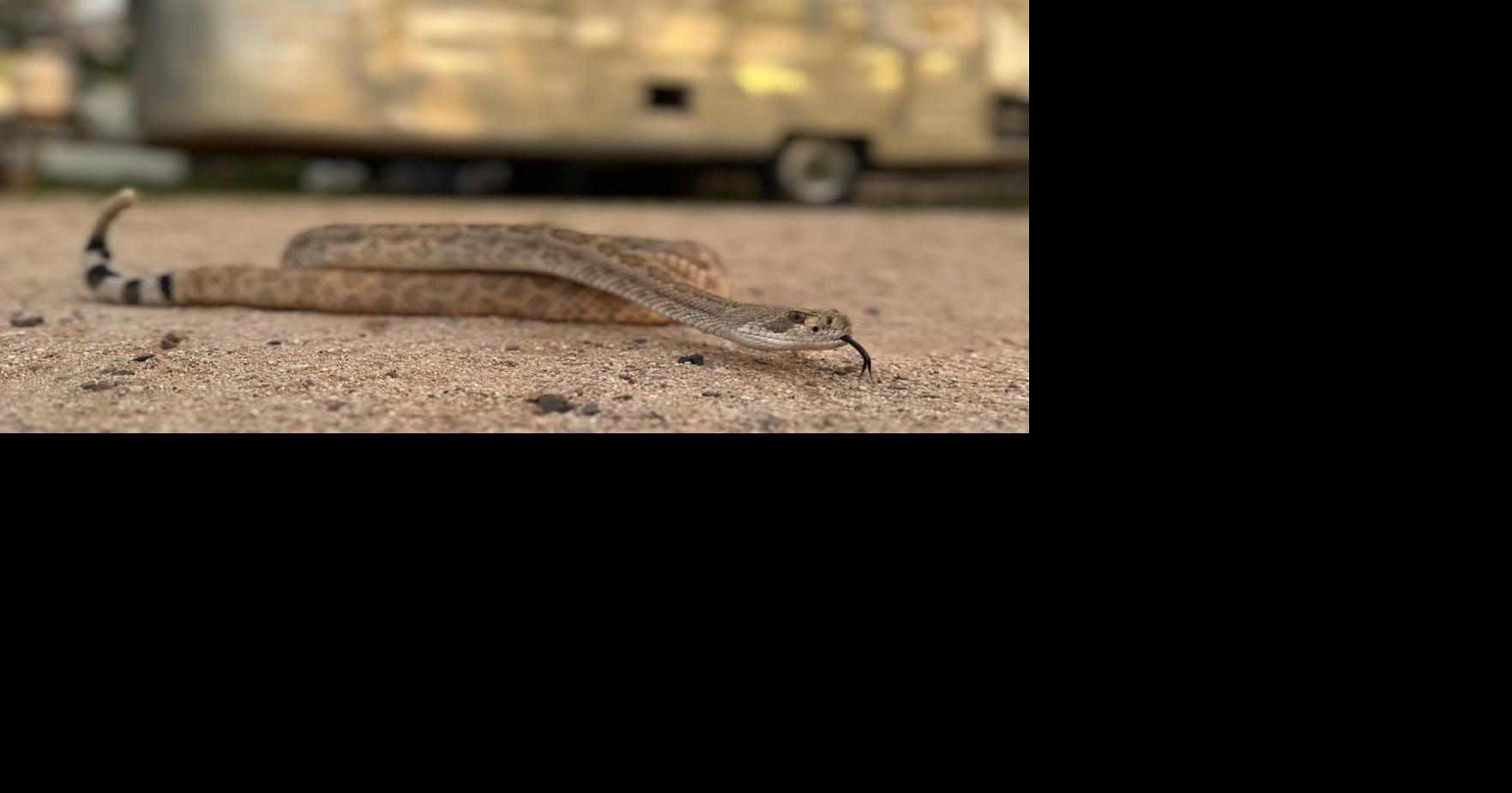 Leave it: Dog trainers help pets avoid venomous snakes