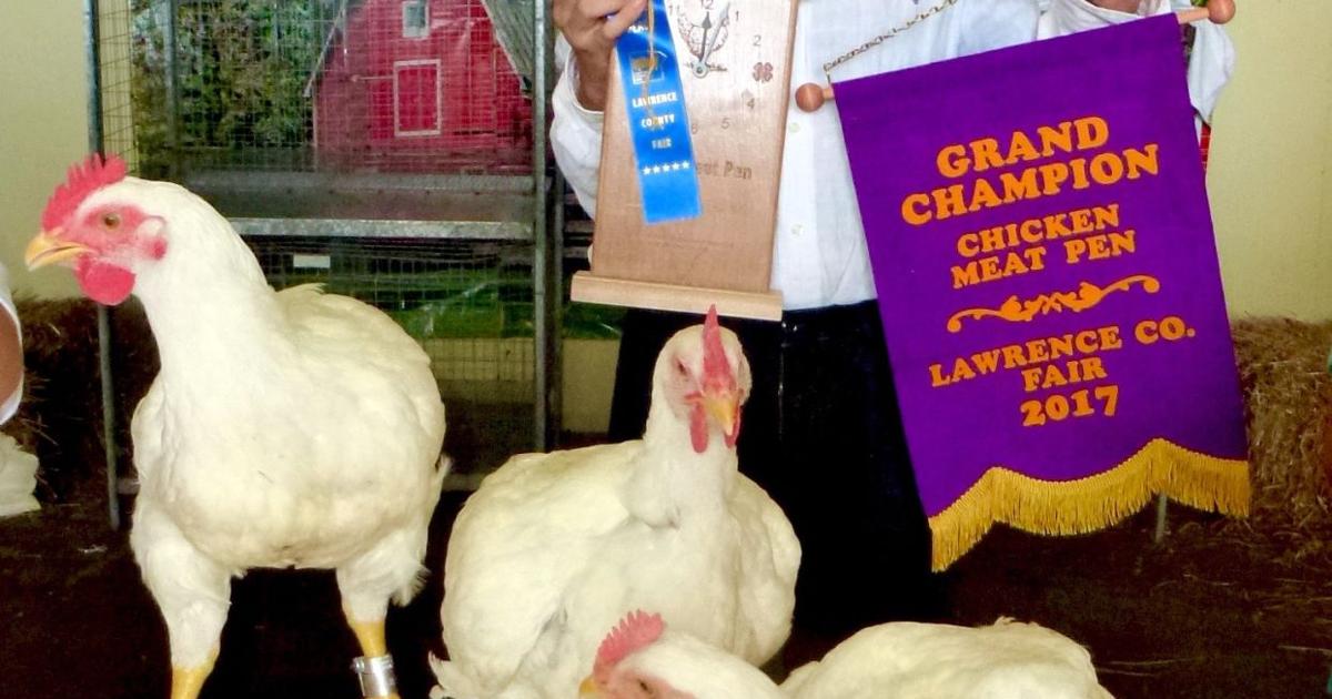 Chicken Judge WATCH VIDEO: Poultry judge shares wisdom with new 4-H club | News ...