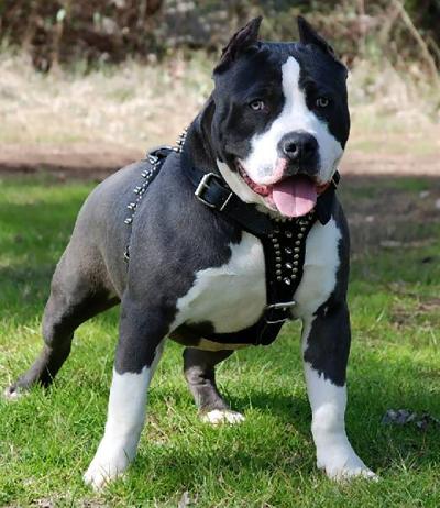 want to keep a pit bull in bessemer