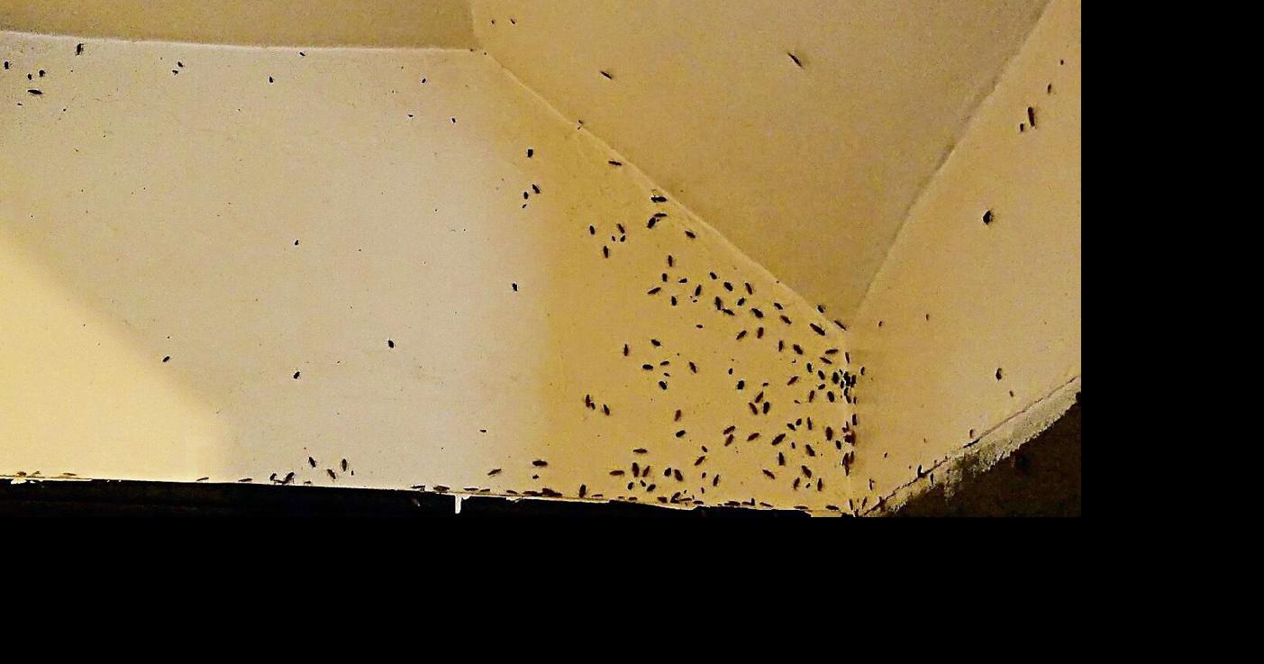 Detroit fugitive caught during search of roachinfested house News