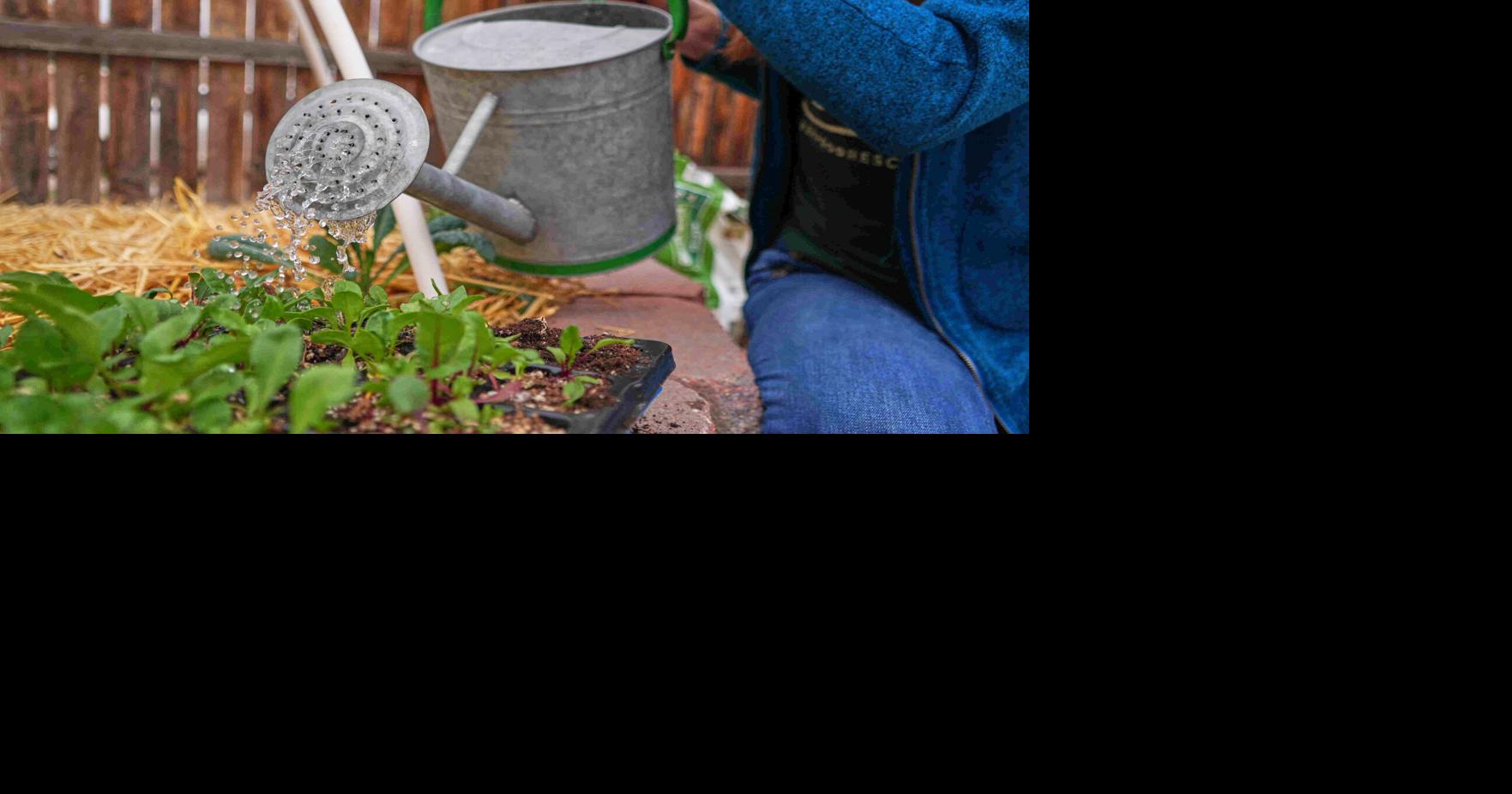 Debunking common gardening myths
