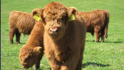 Miniature cattle growing in popularity, if not size