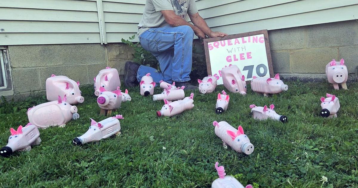 Wife surprises husband with 70 pigs for 70th birthday