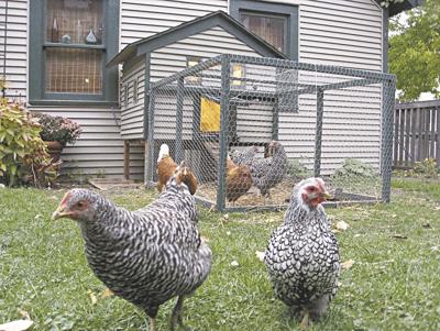 Backyard Poultry Event Planned At Tractor Supply Lifestyles