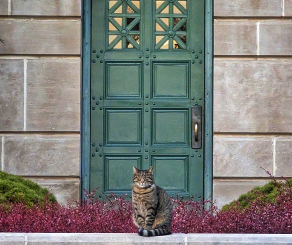 From stray to star Cameron the cat’s journey to the
