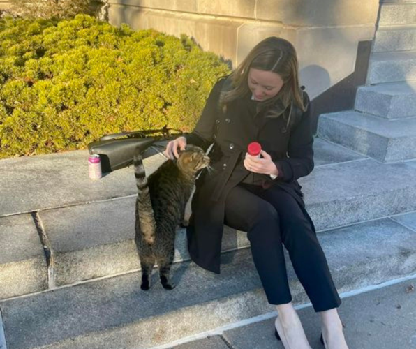From stray to star Cameron the cat’s journey to the