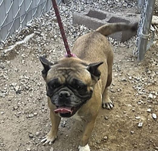 Adopt Cookie & Duke News