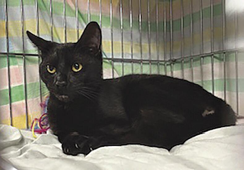 Adopt Milo the cat News