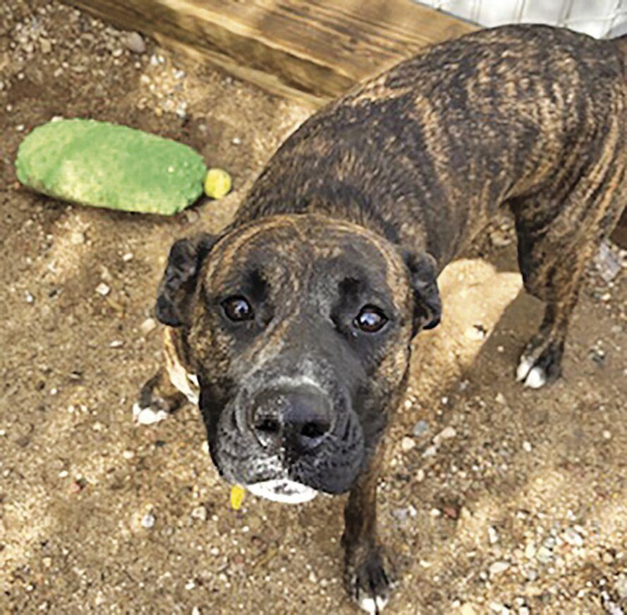 Adopt Jinx the brindle pit mix News