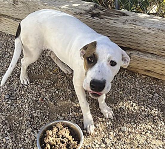 Adopt Pit mix siblings News