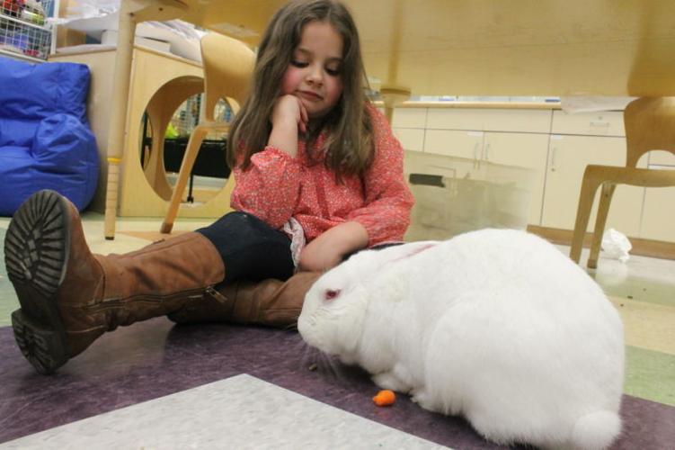 Large Therapy Rabbit Therapy rabbit brings joy to children | News | newarkpostonline.com