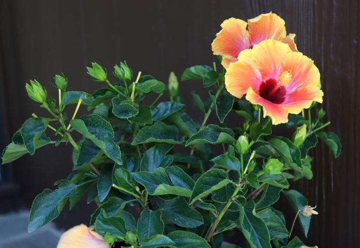 Newark Arts Alliance tour showcases local gardens News