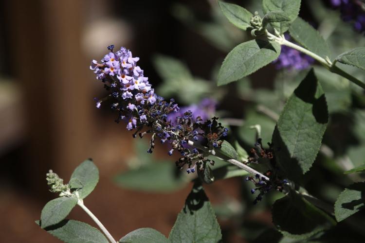 Newark Arts Alliance tour showcases local gardens News