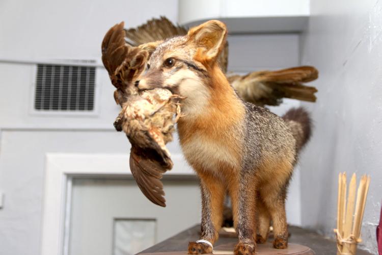 Iron Hill Museum preparing to reopen after restoration News