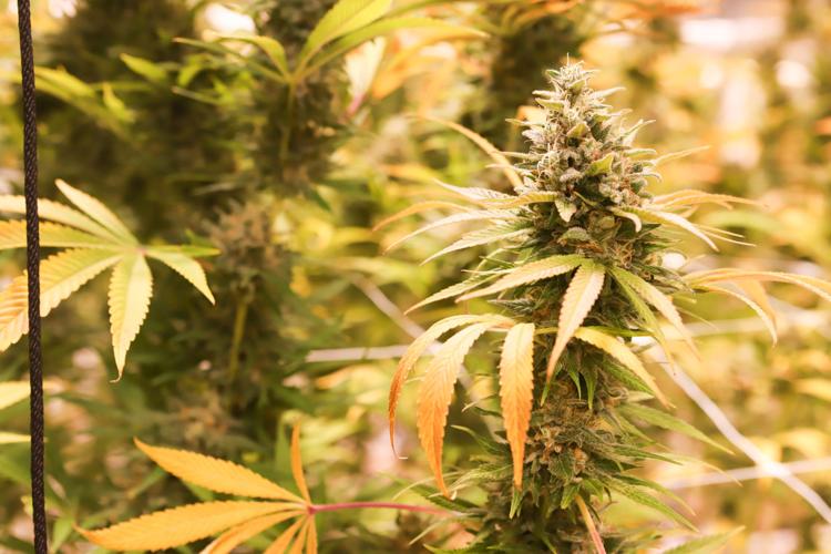 Marijuana