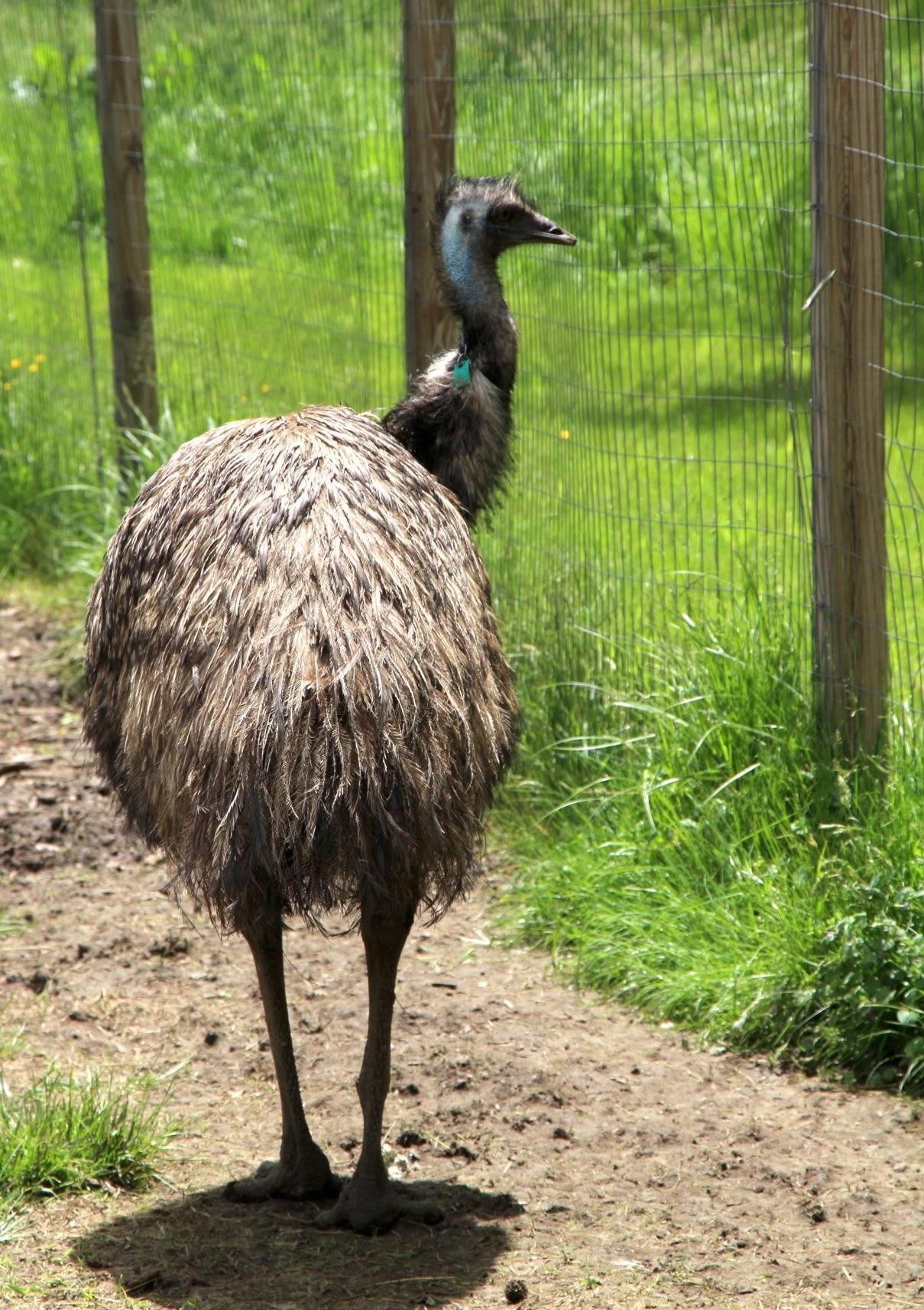 Newark farmer finds success raising emus | News | newarkpostonline.com