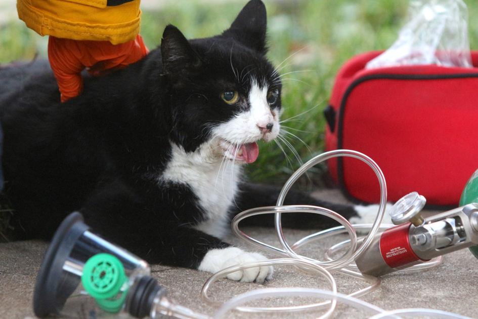 Spike The Cat Recovering Well After Rescue From Newark Apartment