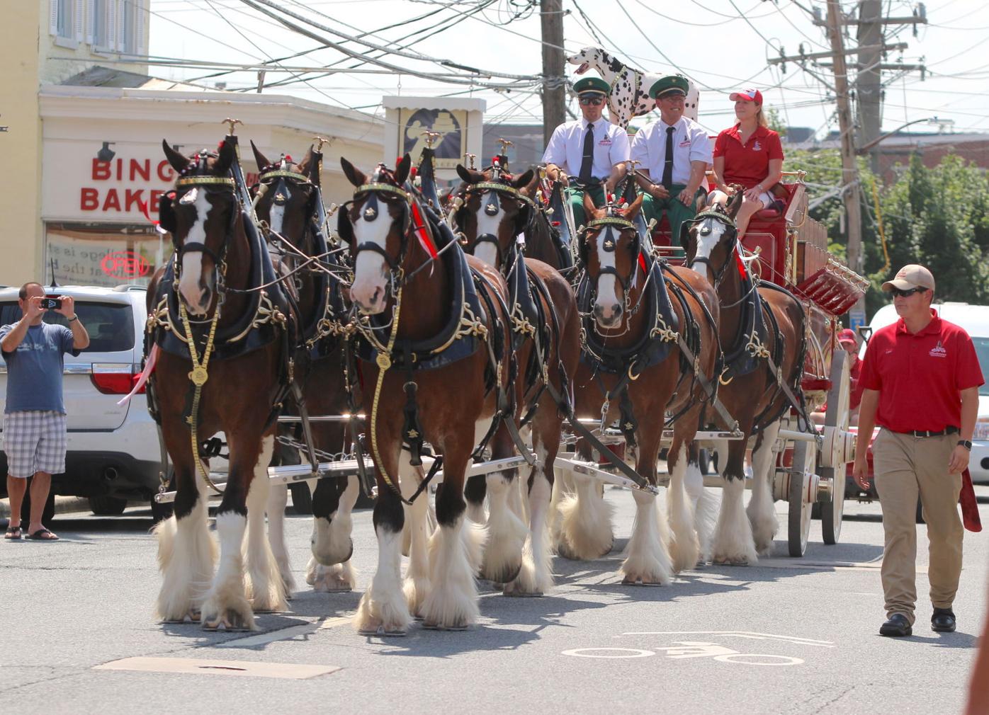 Thousands line Main Street to see Budweiser Clydesdales News