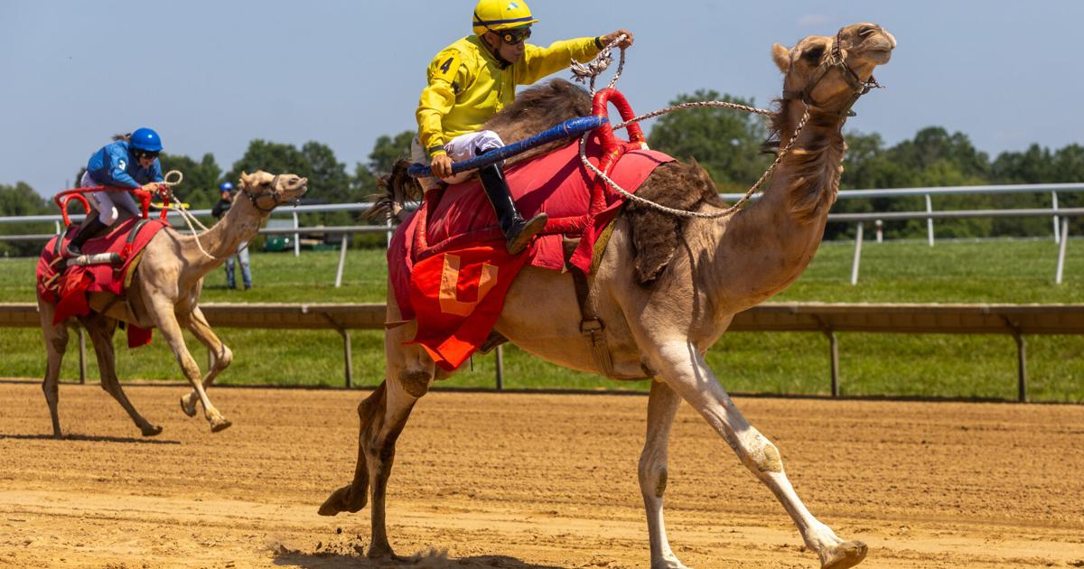 Hottest Exotic Races Photo gallery: Exotic animal races at Delaware Park ...