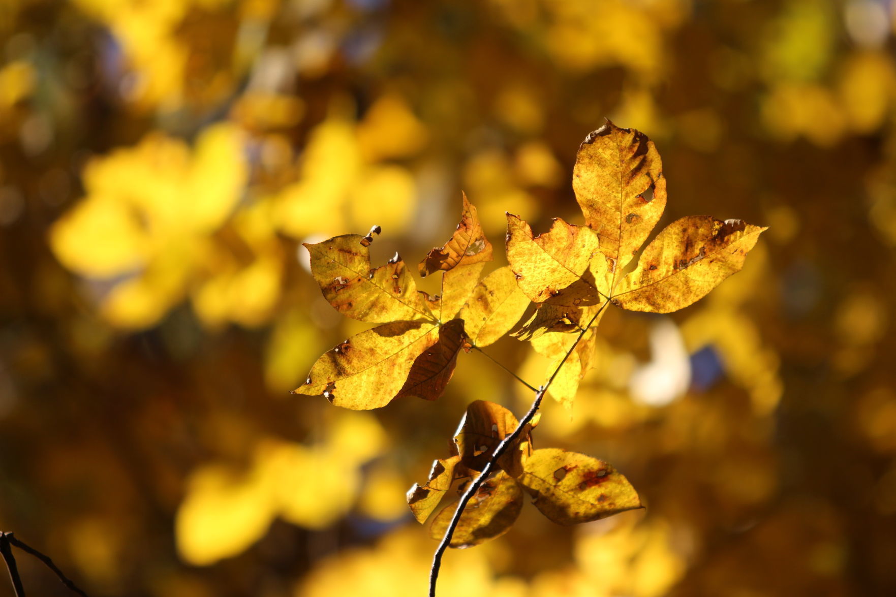 Newark's Fall Leaf Collection Begins Monday | News | Newarkpostonline.com