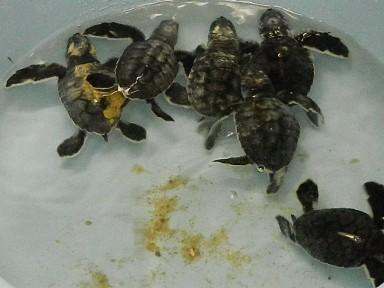 Newly-hatched green sea turtles to make journey for release into ocean ...