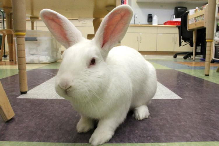 Large Therapy Rabbit Therapy rabbit brings joy to children | News | newarkpostonline.com