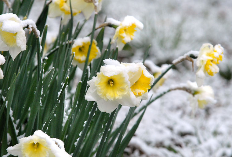 Spring interrupted: 2 to 4 inches of snow expected Monday | News |  newarkpostonline.com