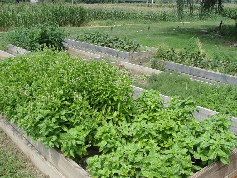 Garden for the Community | | newarkpostonline.com