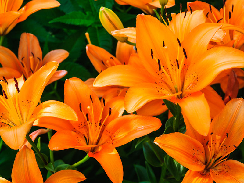 Tiger Lily Music Concerts